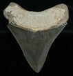 Megalodon Tooth - Sharp Tip #6378-2